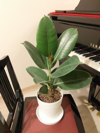 観葉植物　フィカス・ロブスター　58cm　5号鉢と受け皿付き