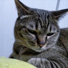 【里親募集】キジトラの猫ちゃんです🐱 - 桑名市