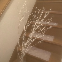 白樺の枝