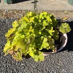 お話中　ヒューケラ　鉢植え