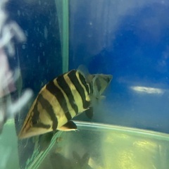 スマトラタイガー腹巻き