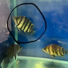 スマトラタイガー腹巻き