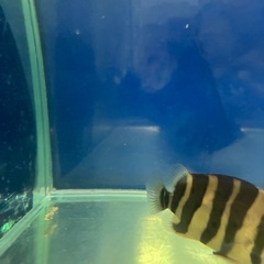 スマトラタイガー腹巻き