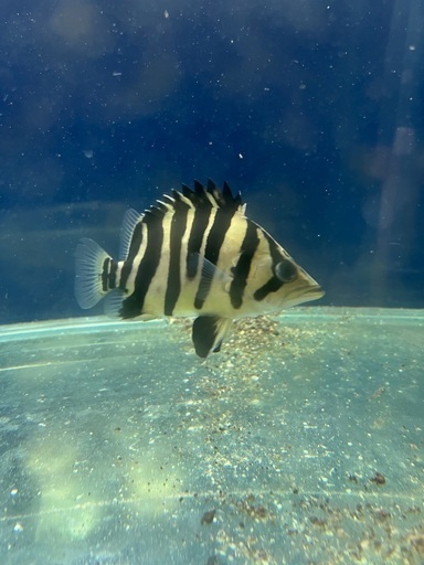 スマトラタイガーイレギュラー15センチ± スマトラタイガーイレギュラー15センチ±