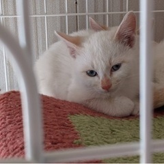 生後3ヶ月白猫　男の子★大切に可愛がってくれる方 − 徳島県