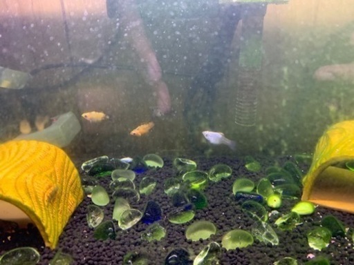 バルーンモーリー水槽ごとセット