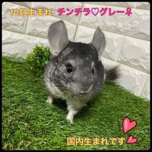 国内生まれ チンチラ グレー しっぽのきもち 古泉のペットショップの無料広告 無料掲載の掲示板 ジモティー
