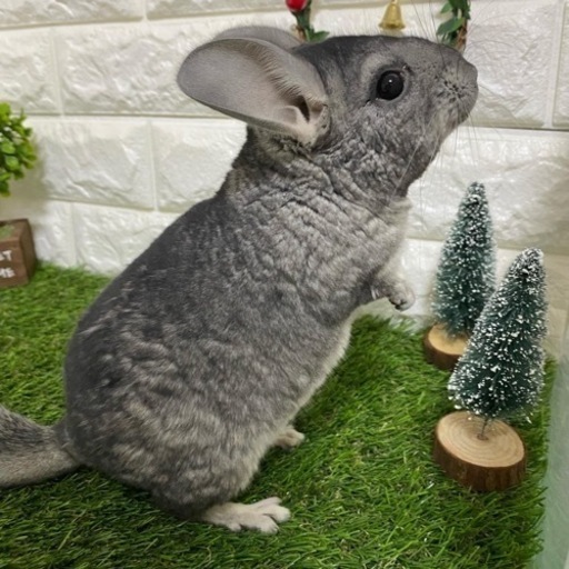 国内生まれ チンチラ グレー しっぽのきもち 古泉のペットショップの無料広告 無料掲載の掲示板 ジモティー