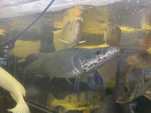 熱帯魚、ピラルク
