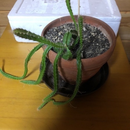 サボテン ドラゴンフルーツがなります そうた 南福岡のその他の中古あげます 譲ります ジモティーで不用品の処分 サボテン ドラゴンフルーツがなります そうた 南福岡のその他の中古あげます 譲ります ジモティーで不用品の処分