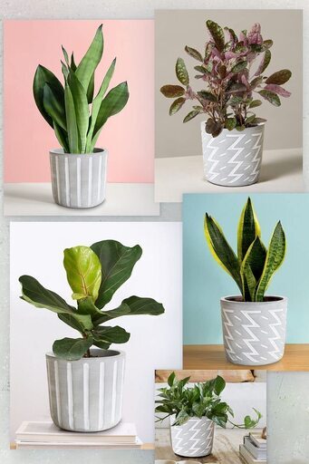 植木鉢 セメント鉢 おしゃれ 7 6cm多肉植物 底穴 鉢底ネット付 セメント サボテン プランター T 2112 てつまる 福山の家庭用品 ガーデニング の中古あげます 譲ります ジモティーで不用品の処分