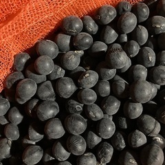 黒大豆　無農薬野菜　100g150円