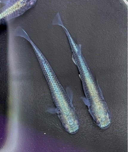 King Club 極ブラックメダカ めだか匹3000円 Lemon 取手のその他の中古あげます 譲ります ジモティーで不用品の処分