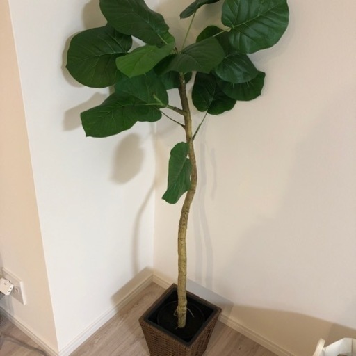 造花観葉植物 いっちゃん 目黒の家電の中古あげます 譲ります ジモティーで不用品の処分 造花観葉植物 いっちゃん 目黒の家電の中古あげます 譲ります ジモティーで不用品の処分