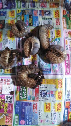 国産カブトムシ「在庫約25匹」