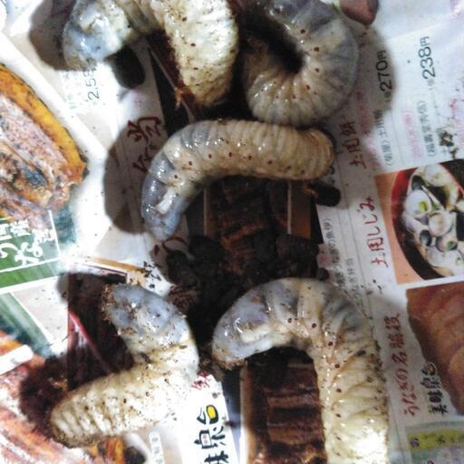 国産カブトムシ「在庫約25匹」