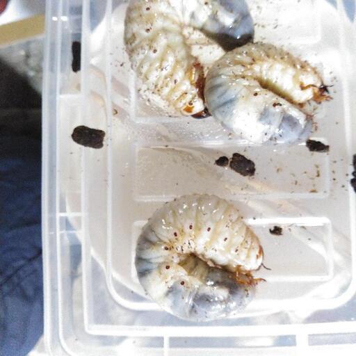 国産カブトムシ「在庫約25匹」 【公式通販】