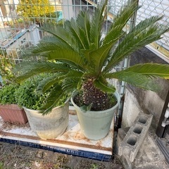 お取引中です。観葉植物