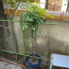 観葉植物5