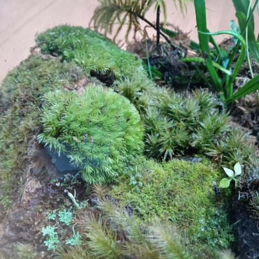 京都の山で採取した 苔です 龍神の涙 亀岡のコスメ ヘルスケアの中古あげます 譲ります ジモティーで不用品の処分