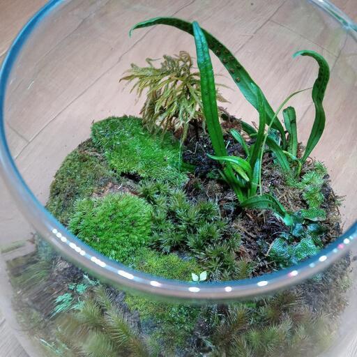 京都の山で採取した 苔です 龍神の涙 亀岡のコスメ ヘルスケアの中古あげます 譲ります ジモティーで不用品の処分
