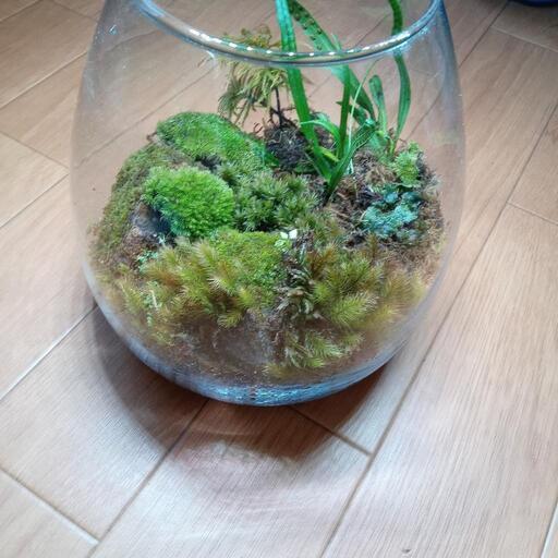 京都の山で採取した 苔です 龍神の涙 亀岡のコスメ ヘルスケアの中古あげます 譲ります ジモティーで不用品の処分