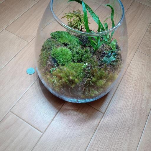 京都の山で採取した 苔です 龍神の涙 亀岡のその他の中古あげます 譲ります ジモティーで不用品の処分