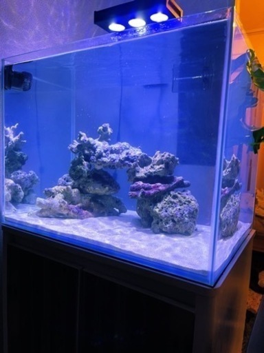 【最終値下】海水水槽セット＋デバ3匹＆スタポ