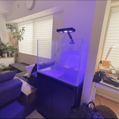 最終値下】海水水槽セット＋デバ3匹＆スタポ