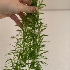 無農薬水草　大量　10本で300円！プレゼント多数　お得　受付中