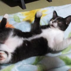 生後4か月の黒白♀わんぱく子猫(のりまき) - 猫