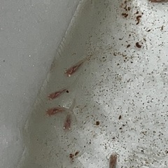 メダカ　龍の瞳稚魚（1cm強）5匹