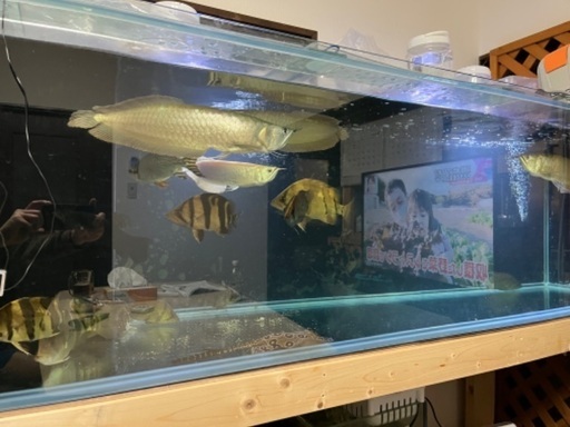 水槽あけたいので処分