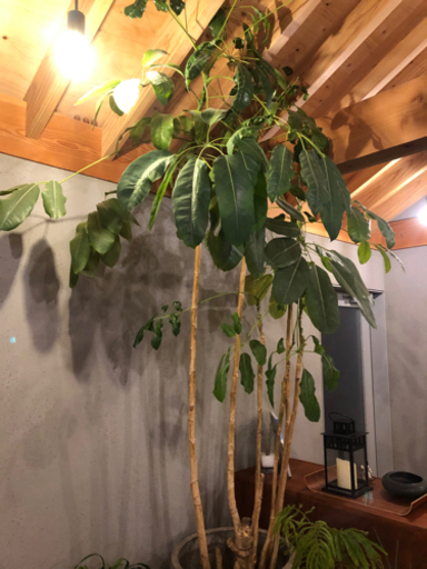 観葉植物　ブラッサイア