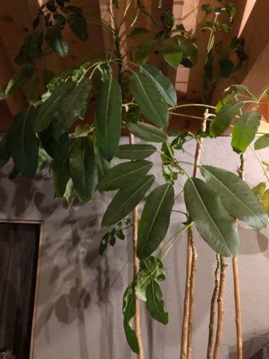 観葉植物　ブラッサイア