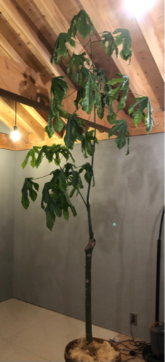 ボトルツリー『ブラキキトン』希少観葉植物