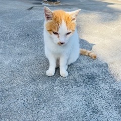 老猫のオス里親募集です。急募