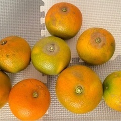 【ネット決済・配送可】橙