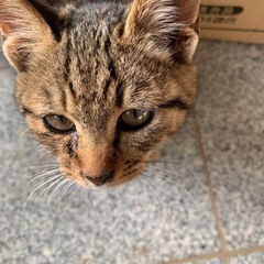 生後3ヶ月の保護猫ちゃん　キジトラ2匹 − 茨城県