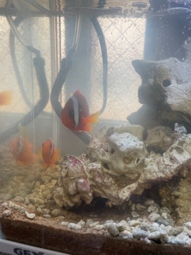 水槽　海水魚