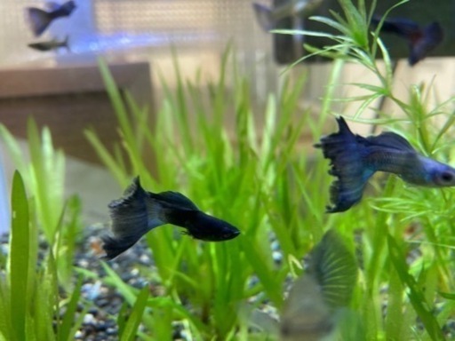 交渉中 モスコブルーグッピー希少 たか てだこ浦西のスポーツの中古あげます 譲ります ジモティーで不用品の処分