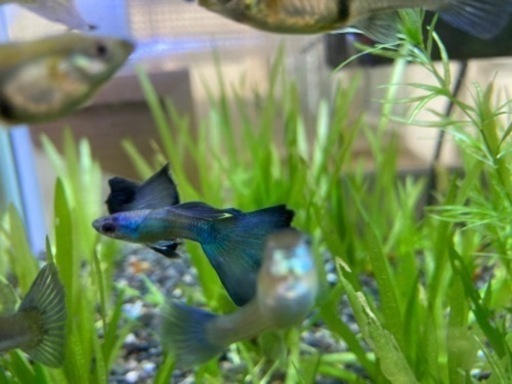 交渉中 モスコブルーグッピー希少 たか てだこ浦西のスポーツの中古あげます 譲ります ジモティーで不用品の処分