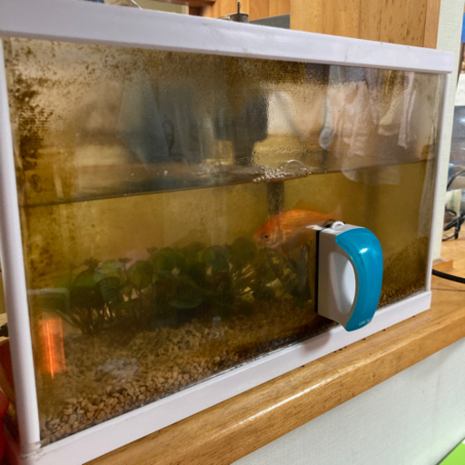 金魚 飼育セットまとめて貰ってください ニライカナイ 首里の家具の中古あげます 譲ります ジモティーで不用品の処分