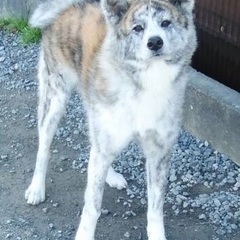 秋田犬の里親募集 無料であげます 譲ります ジモティー