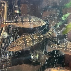 ピニマ、ナイフフィッシュ、オセラリス