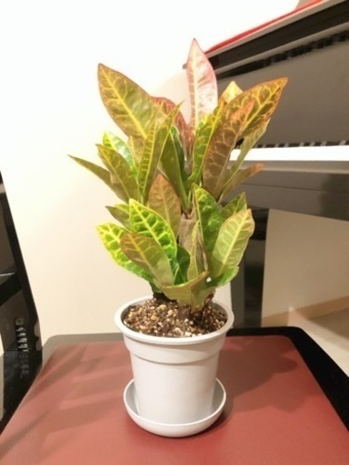 観葉植物クロトン アケボノ2株セット35cmグレーカラーの3 5号鉢と受け皿付き Shun植物と暮らす 西早稲田の家庭用品 ガーデニング の中古あげます 譲ります ジモティーで不用品の処分