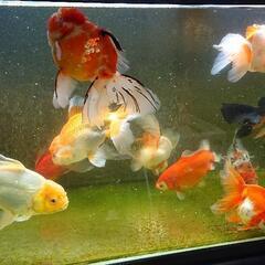 只今年末セール中 金魚色々2000円～50000円 只今年末セール中 金魚色々2000円～50000円