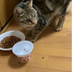 迷い猫里親募集してます