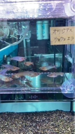 入荷情報