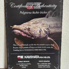 カミハタビキールビキール  証明書付き。 カミハタビキールビキール 証明書付き。